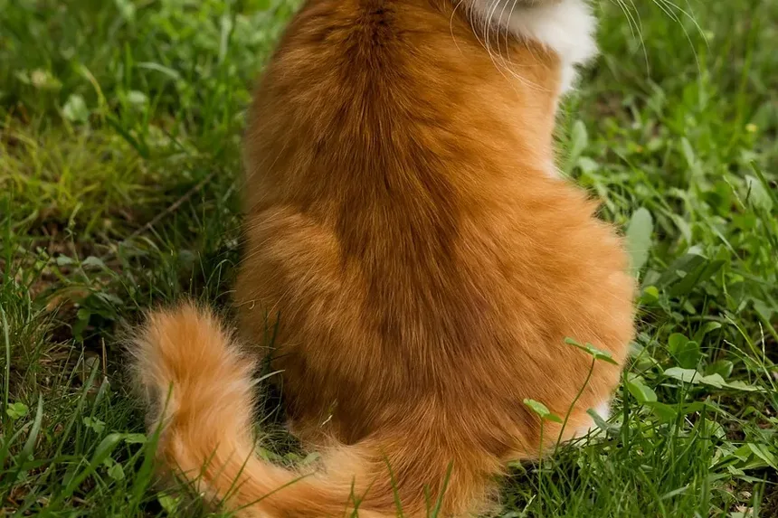 Sintomas da Insuficiência Renal Crônica em Gatos: Um Guia Completo
