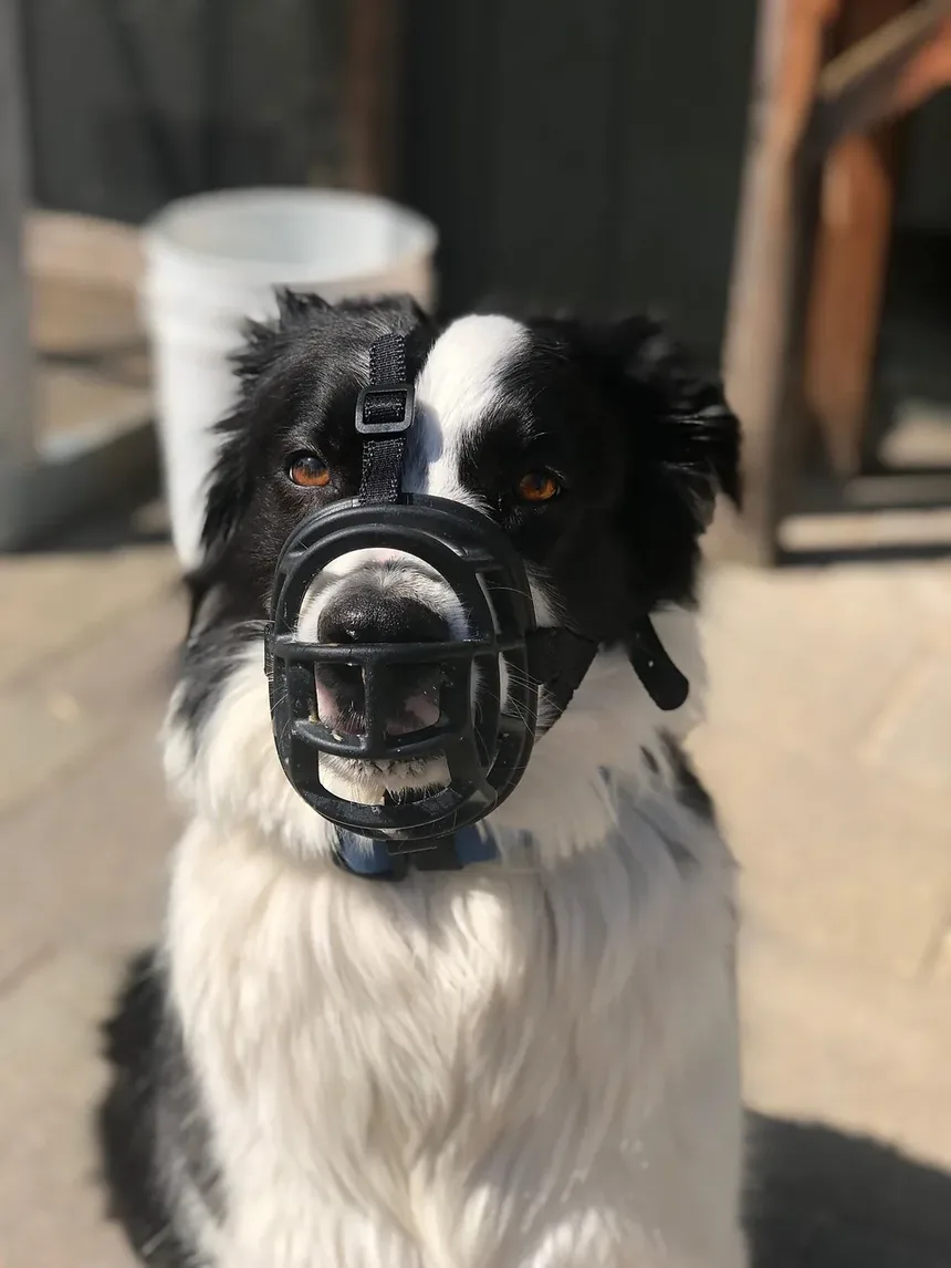 Sintomas de Parasitas de Cães em Humanos