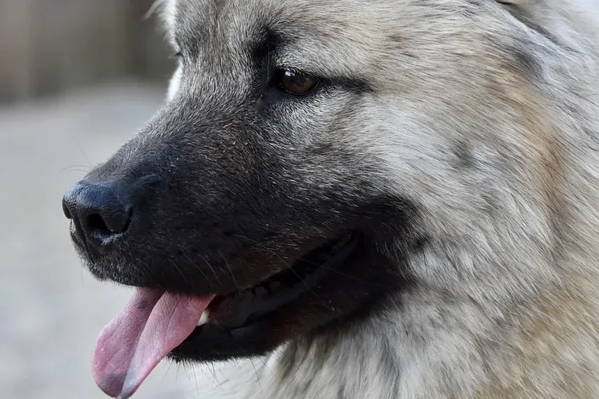 Sintomas de Ansiedade de Separação em Cães: Reconhecendo os Sinais