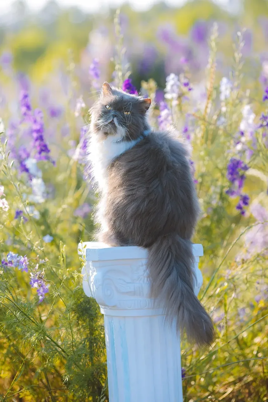 Sintomas de Infestação por Vermes em Gatos: Um Guia Completo