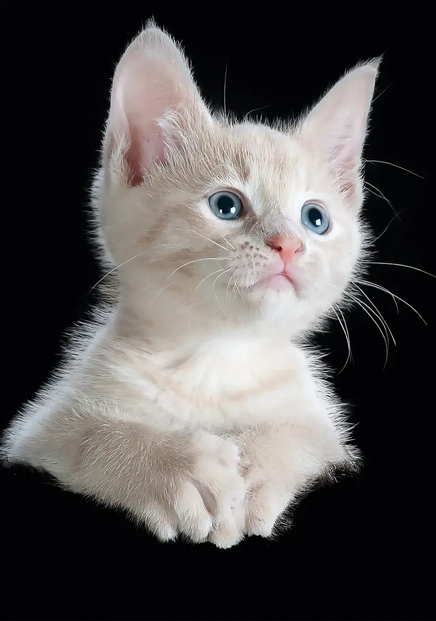 Sintomas de Infestação por Vermes em Gatos: Um Guia Completo