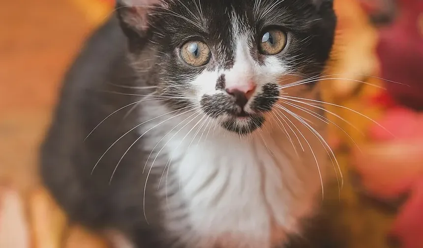 Sintomas de Infestação por Vermes em Gatos: Um Guia Completo