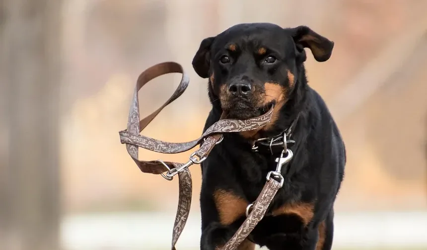 Tratamento de Hot Spots nas Patas dos Cães: Um Guia Completo