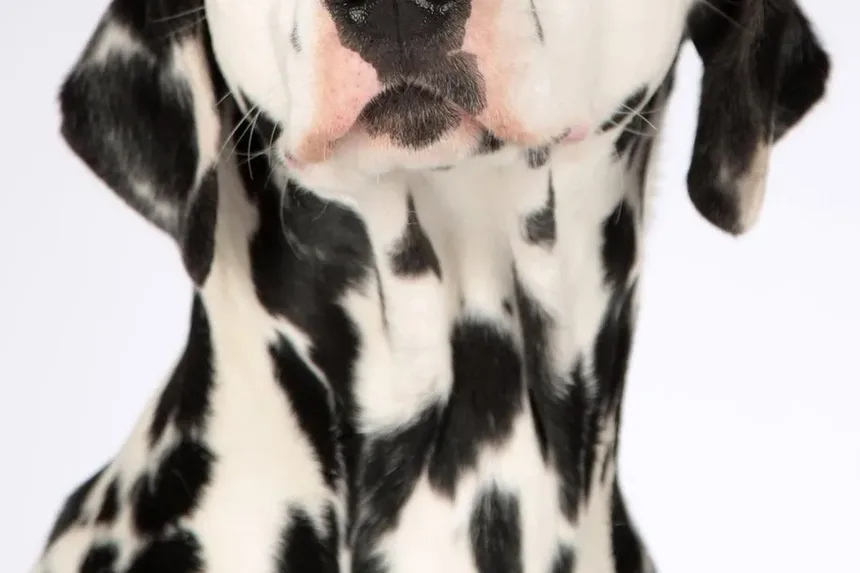 Tratamento de Hot Spots nas Patas dos Cães: Um Guia Completo