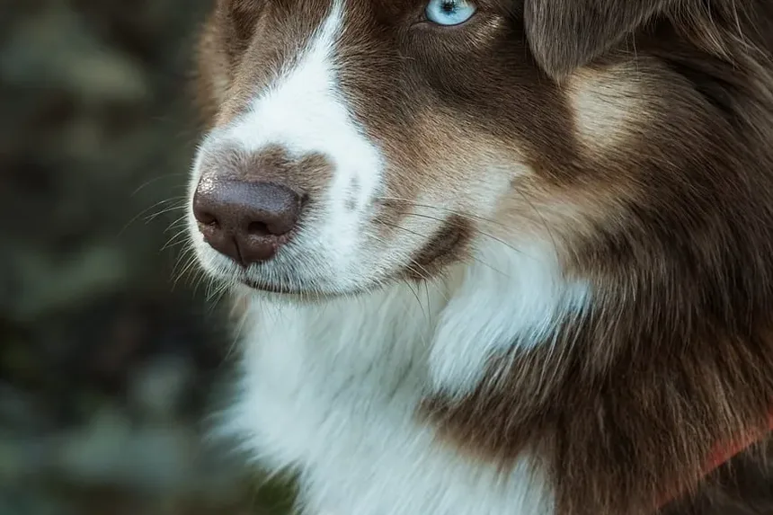 Tratamento da Ansiedade em Cães: Estratégias Abrangentes para Alívio