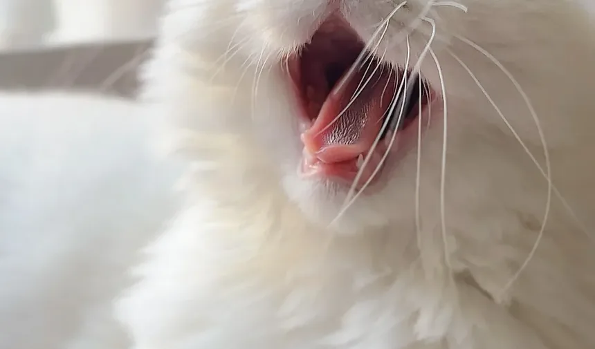 Tratamento da Insuficiência Renal Crônica em Gatos
