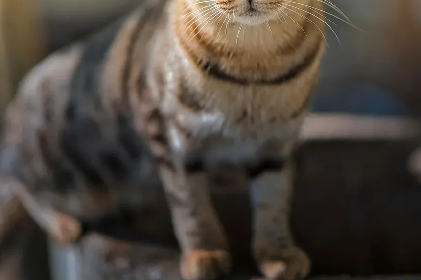 Tratamento da Insuficiência Renal Crônica em Gatos