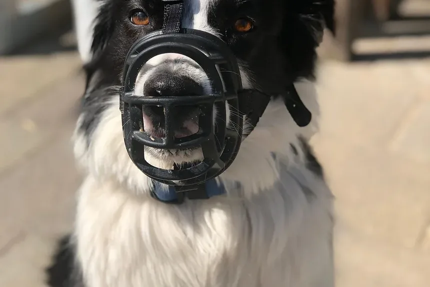Entendendo a Linguagem Corporal do Meu Cão