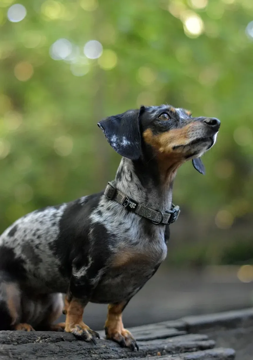 Suplementos Recomendados por Veterinários para Cães