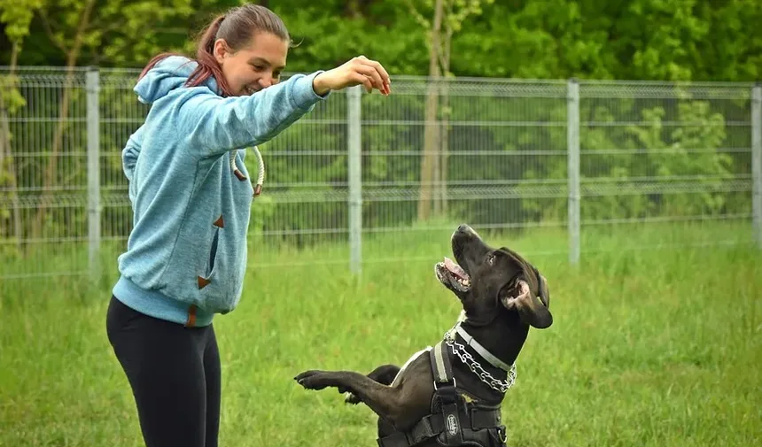 Suplementos Recomendados por Veterinários para Cães