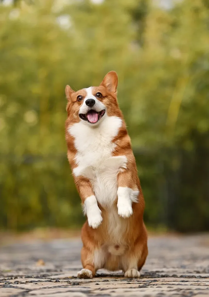 Vitaminas para Ossos e Articulações de Cães: Nutrientes Essenciais para a Mobilidade Canina