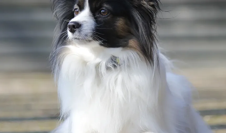 Vitaminas para Ossos e Articulações de Cães: Nutrientes Essenciais para a Mobilidade Canina