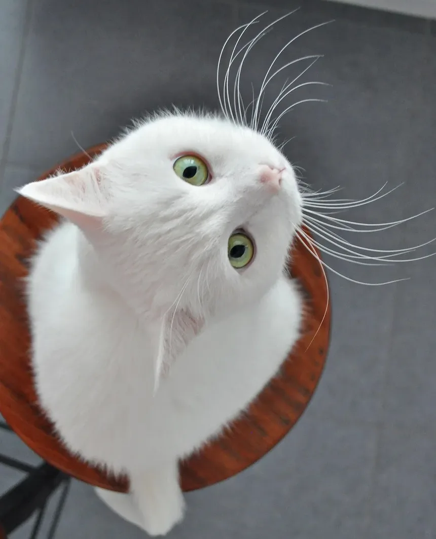 O que são parasitas em gatos?