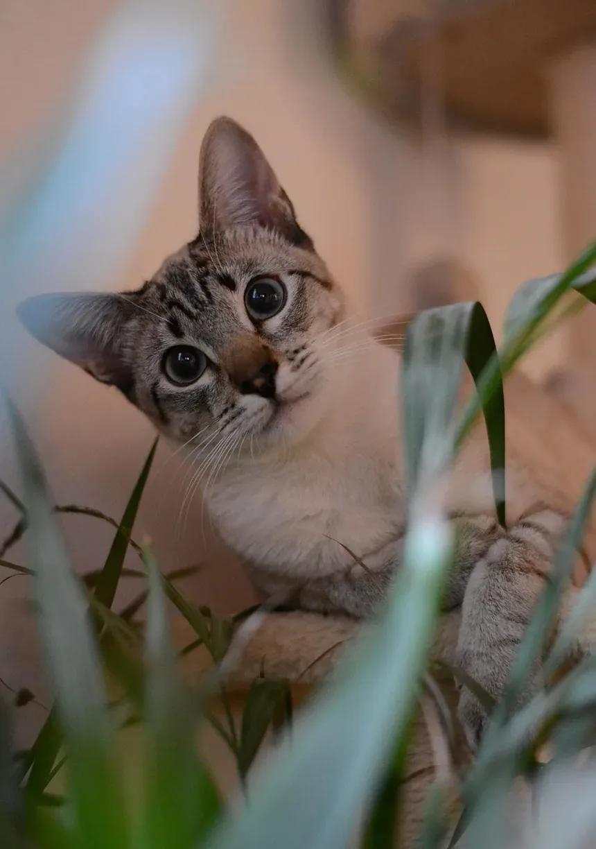 Qual Comida para Gatos Causa Ganho de Peso?