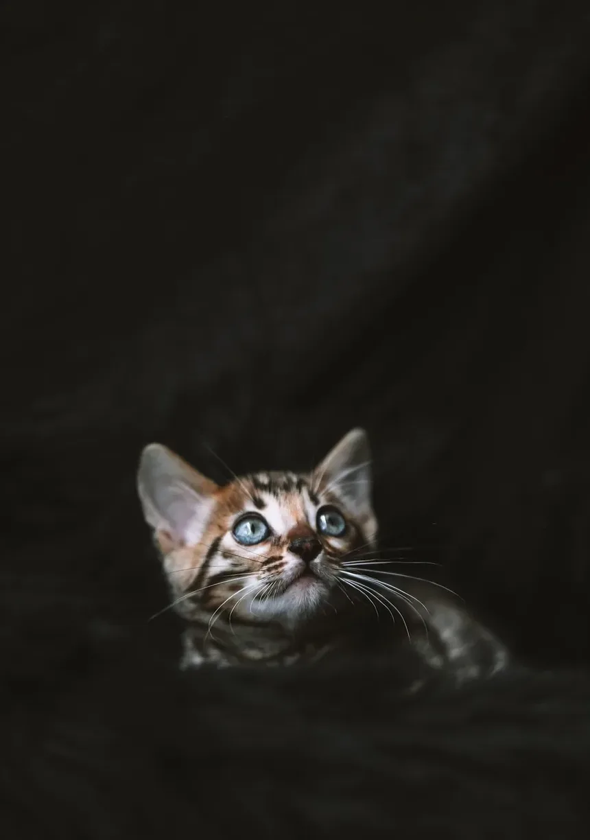 O que causa um gato a ganhar muito peso?