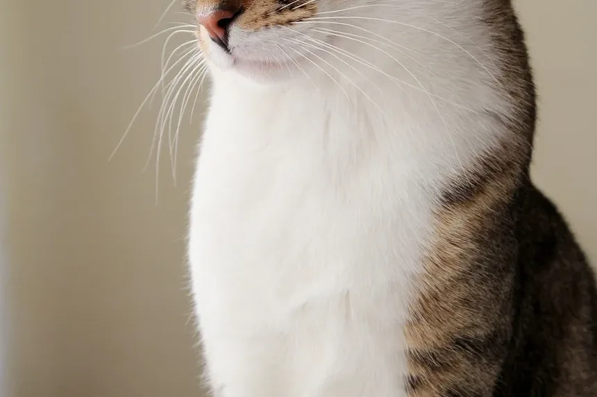 O que causa um gato a ganhar muito peso?