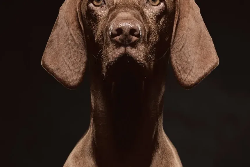 O que causa reações alérgicas em cães?