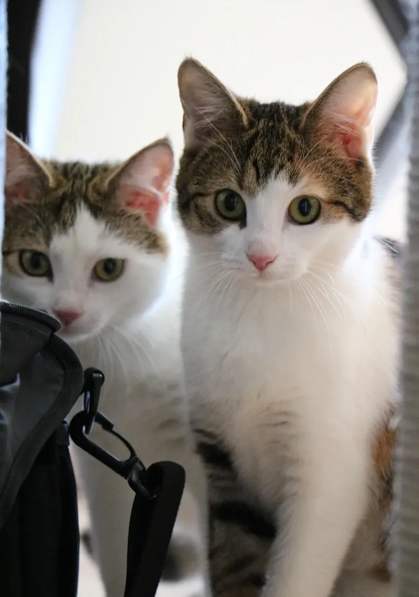 O que causa ansiedade em gatos?
