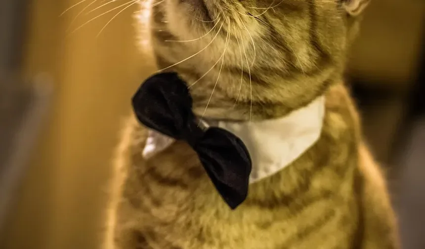O que causa ansiedade em gatos?