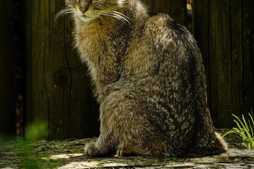 O que causa ansiedade em gatos?
