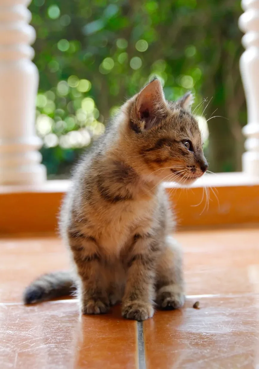 O que causa pele seca nas costas de um gato?