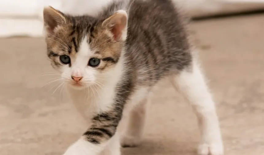 O que causa pele seca nas costas de um gato?