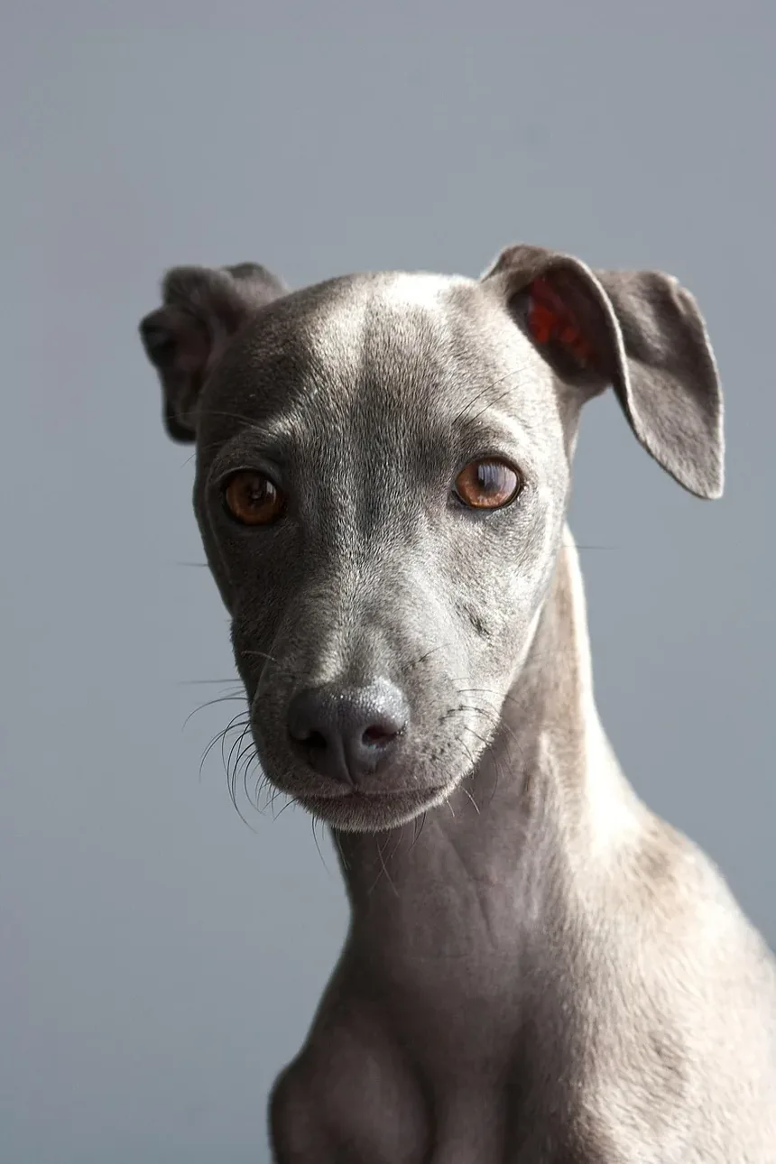O que causa problemas pulmonares em cães?