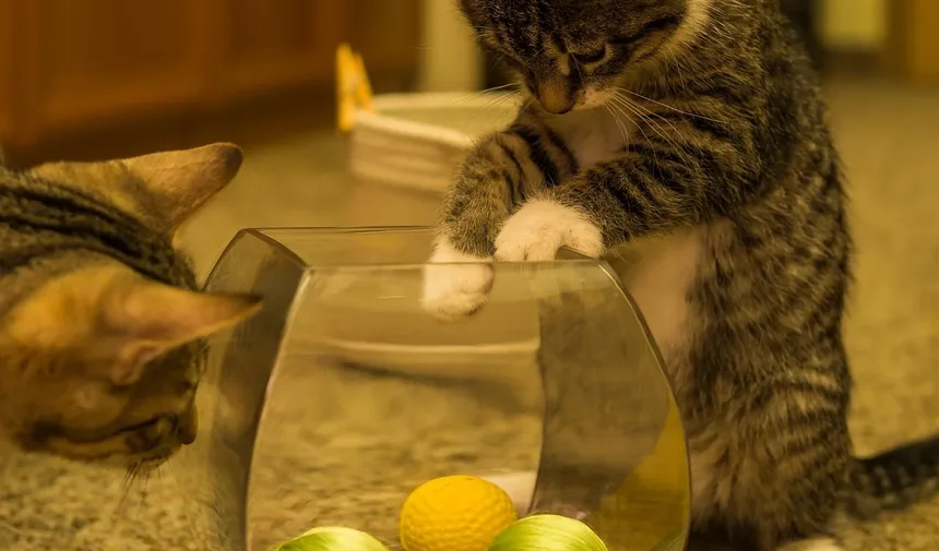 O que causa pele escamosa em gatos?