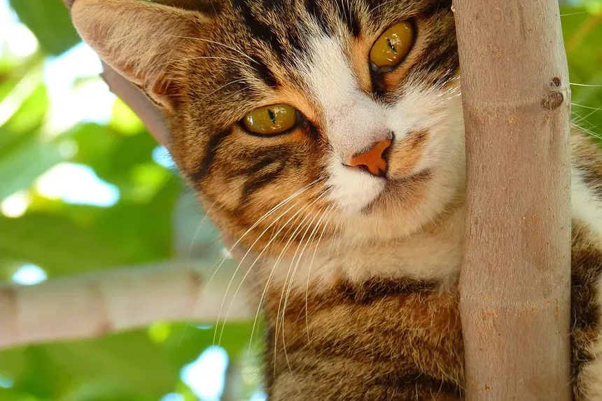 O que causa pele escamosa em gatos?