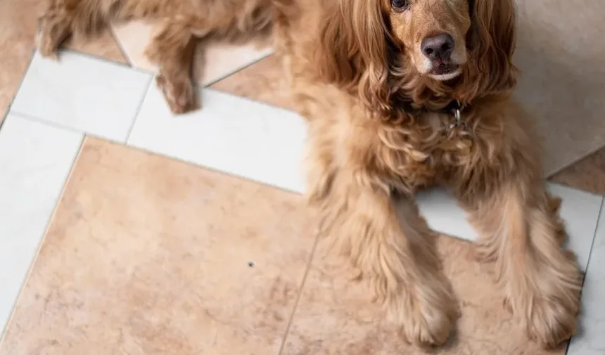O Que Causa a Queda de Pelo em Cães: Uma Análise Detalhada