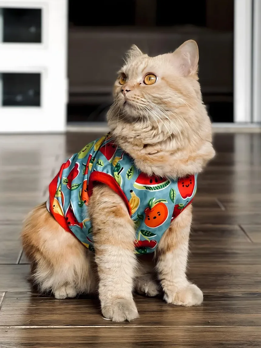 Quais Brinquedos para Mastigar São Seguros para Gatos?