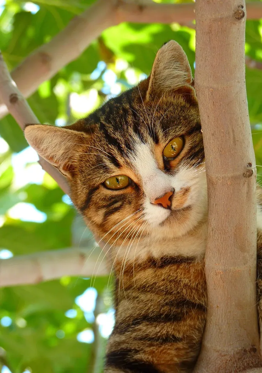 Como São os Parasitas nas Fezes de Gato?