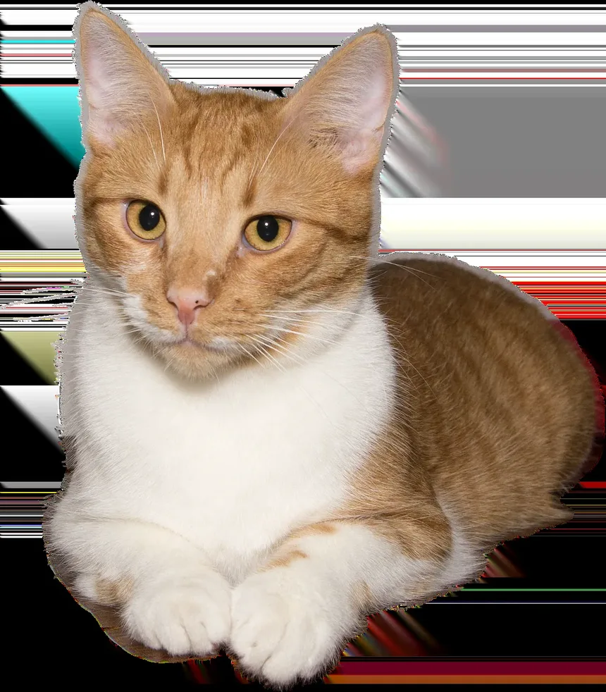 Como se Comportam os Gatos Doentes? Entendendo as Mudanças no Comportamento Felino