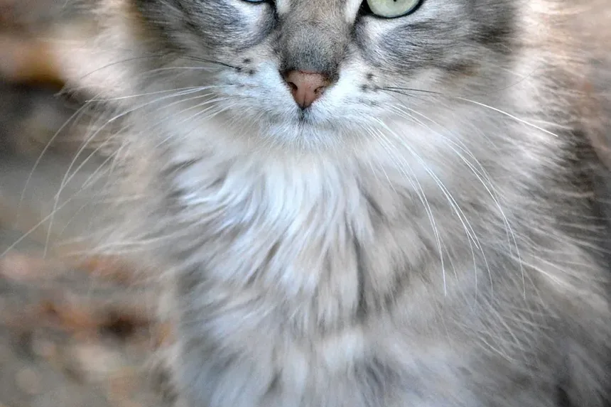 Como se Comportam os Gatos Doentes? Entendendo as Mudanças no Comportamento Felino