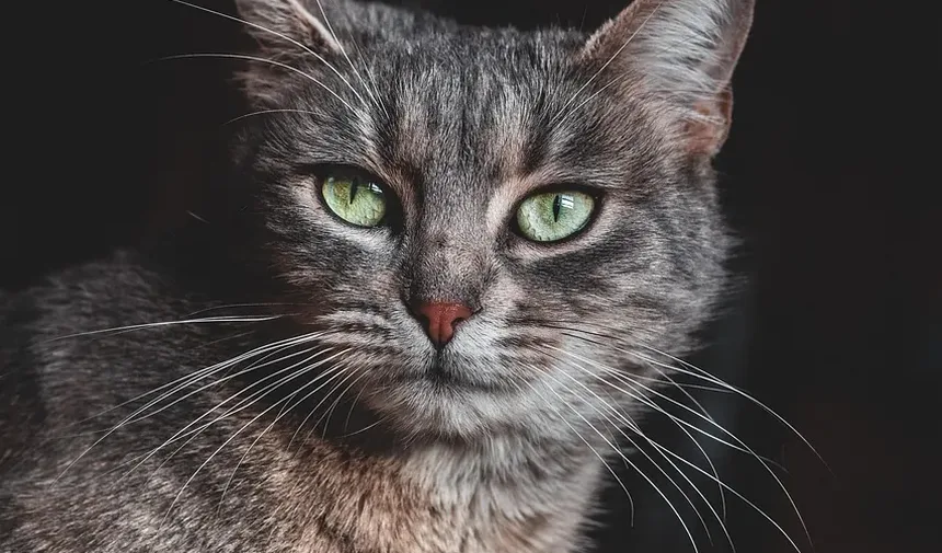 Como São as Gengivas de Gatos Doentes?