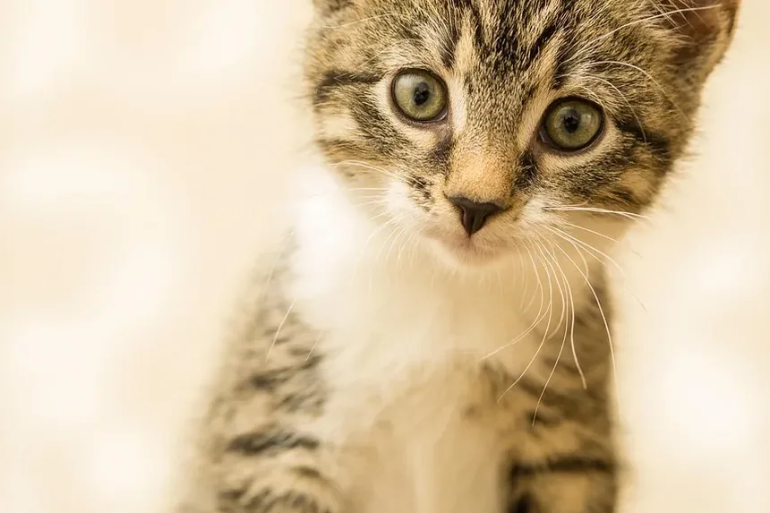 Como São as Gengivas de Gatos Doentes?
