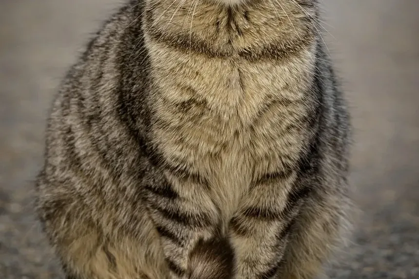 O Que os Veterinários Fazem por Gatos Doentes? Um Guia Completo