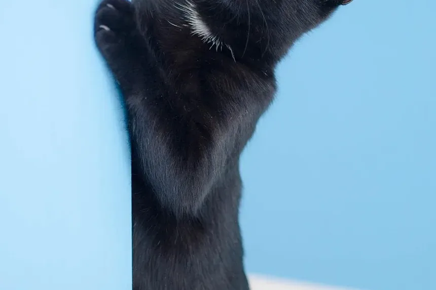 O Que Significa Quando Meu Gato Não Ronrona?