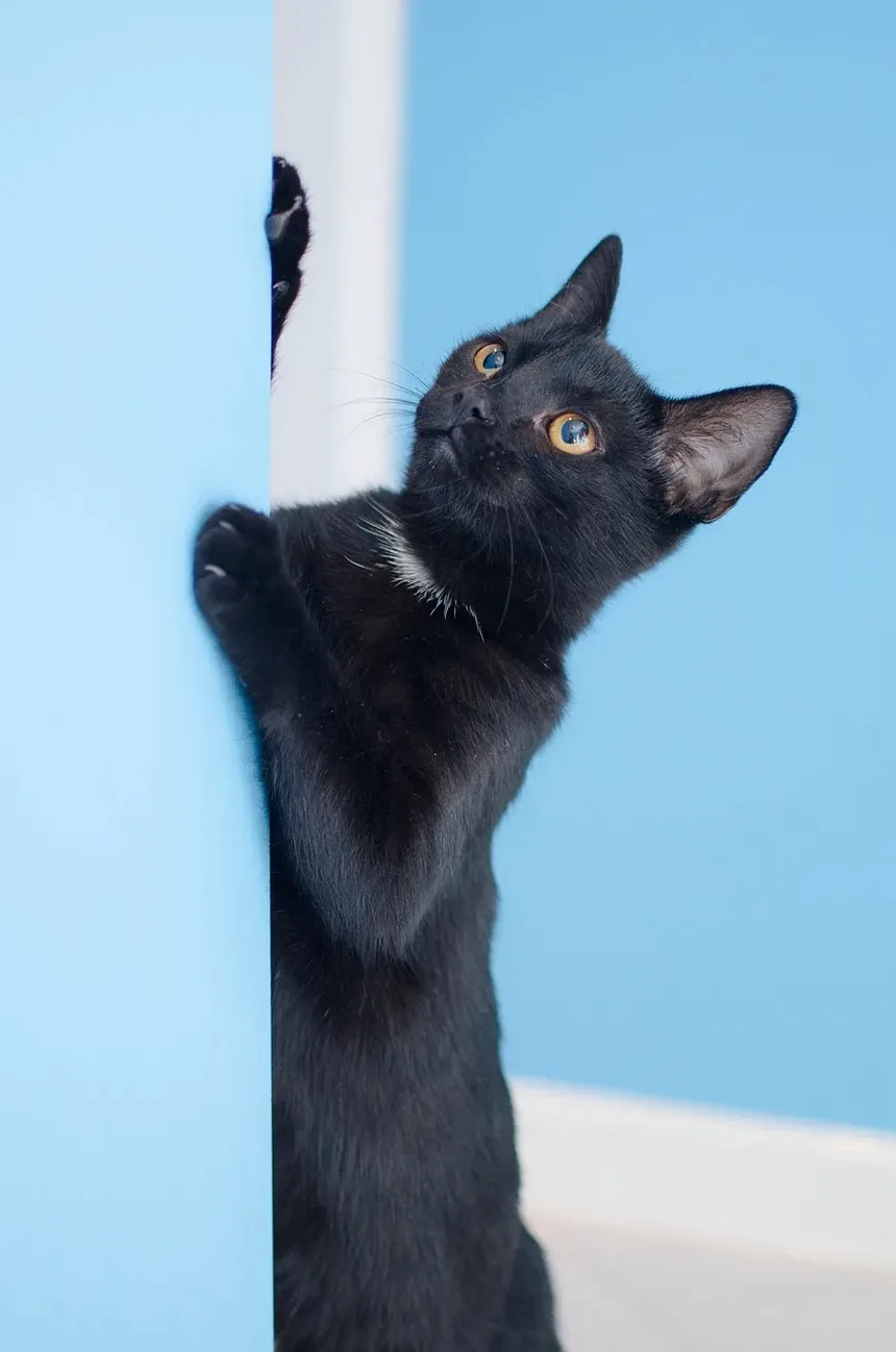 O Que Significa Quando Meu Gato Mia Duas Vezes?
