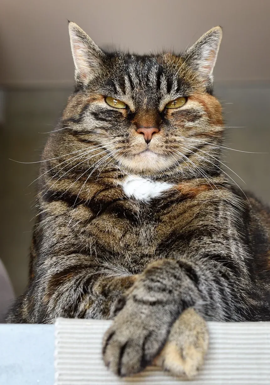 O Que Significa Quando Meu Gato Mia Duas Vezes?