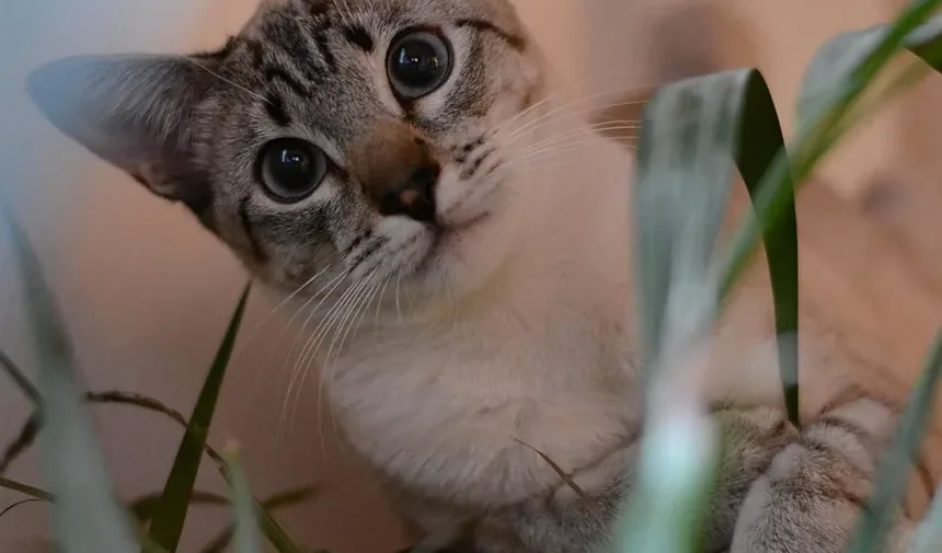 O Que Significa Quando Meu Gato Mia Agudo?