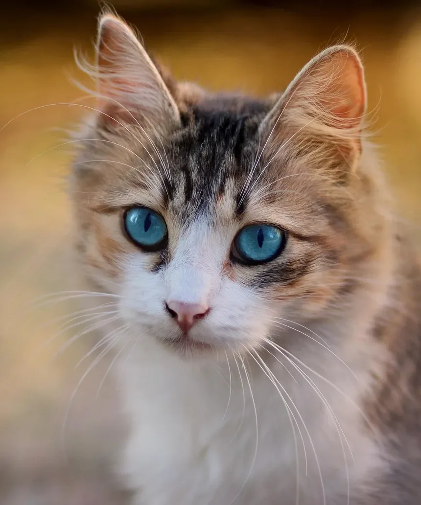 O Que Significa Quando Meu Gato Mia Depois de Comer?