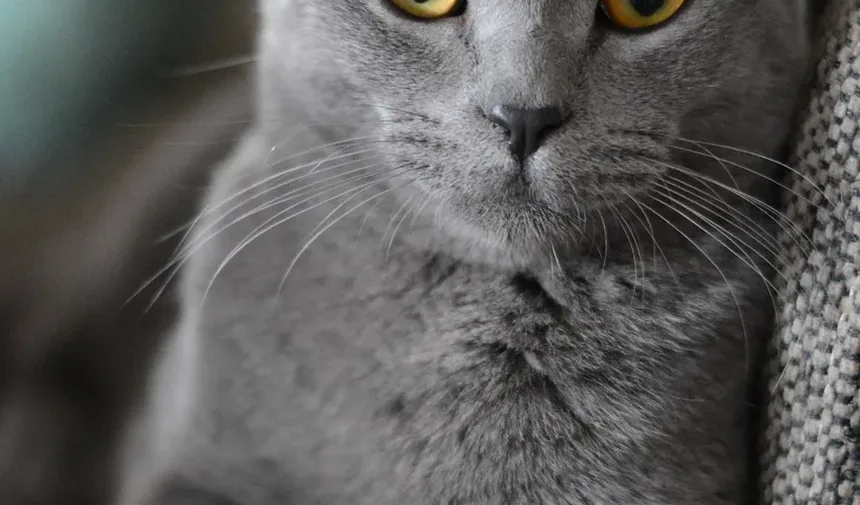 O Que Significa Quando Meu Gato Mia Depois de Comer?