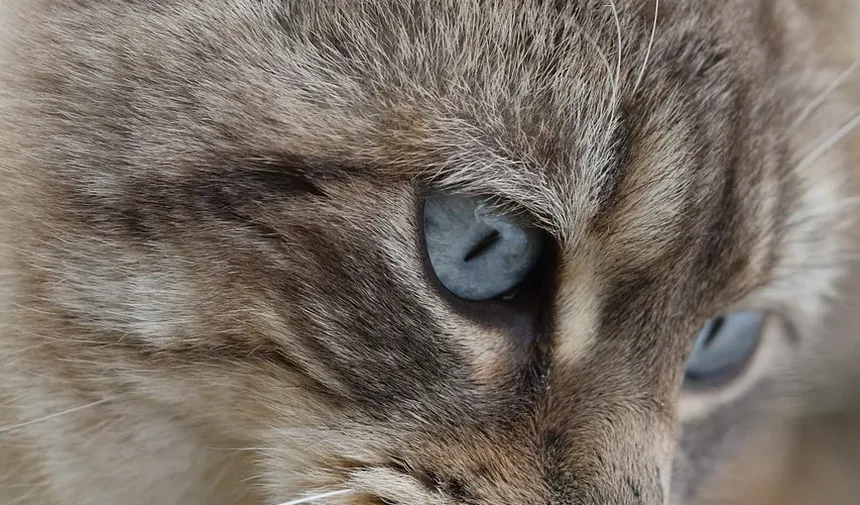 O Que Significa Quando Meu Gato Mia Fora da Minha Porta?