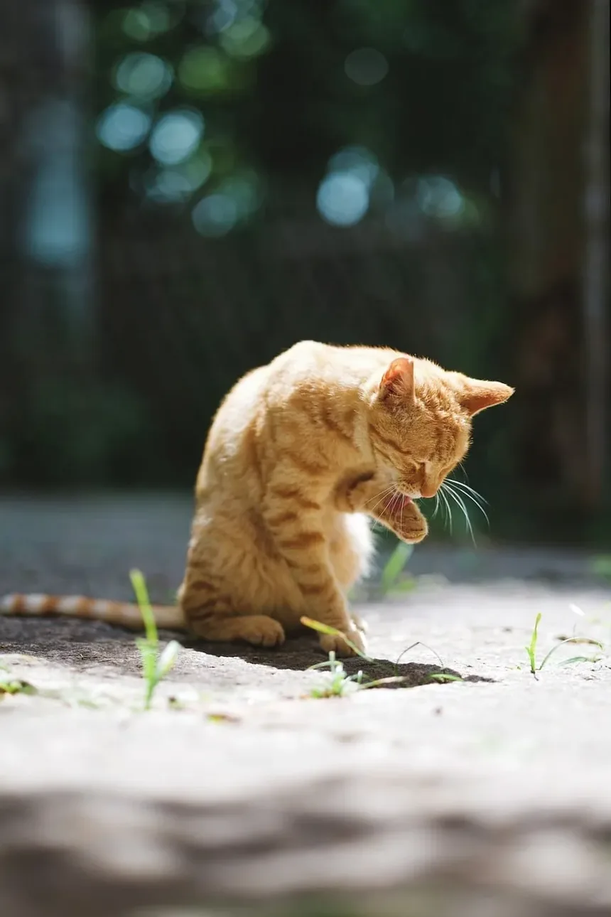 O Que Significa Quando Seu Gato Mia e Vem Até Você Depois de Acordar?