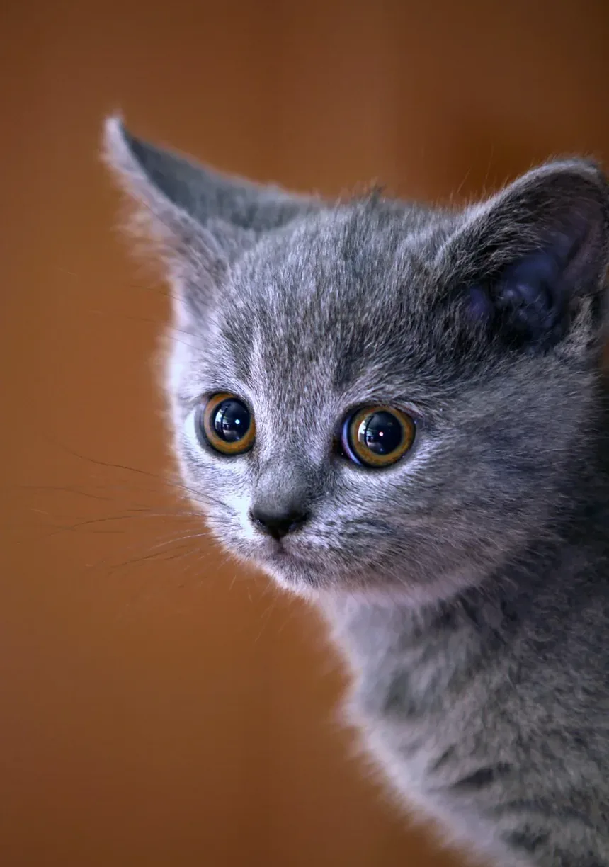 O Que Significa Quando Seu Gato Mia e Vem Até Você Depois de Acordar?