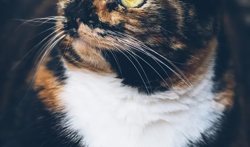 O Que Significa Quando Seu Gato Mia e Vem Até Você Depois de Acordar?