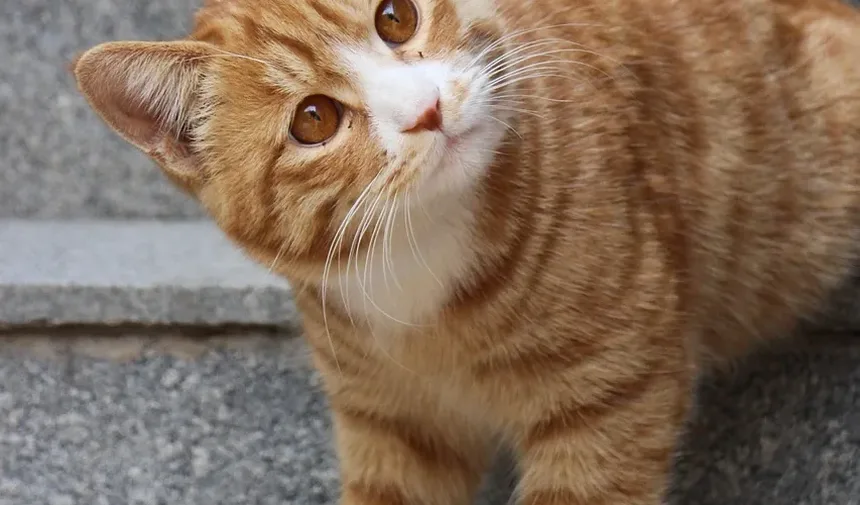 Que Cuidados de Higiene os Gatos Precisam?