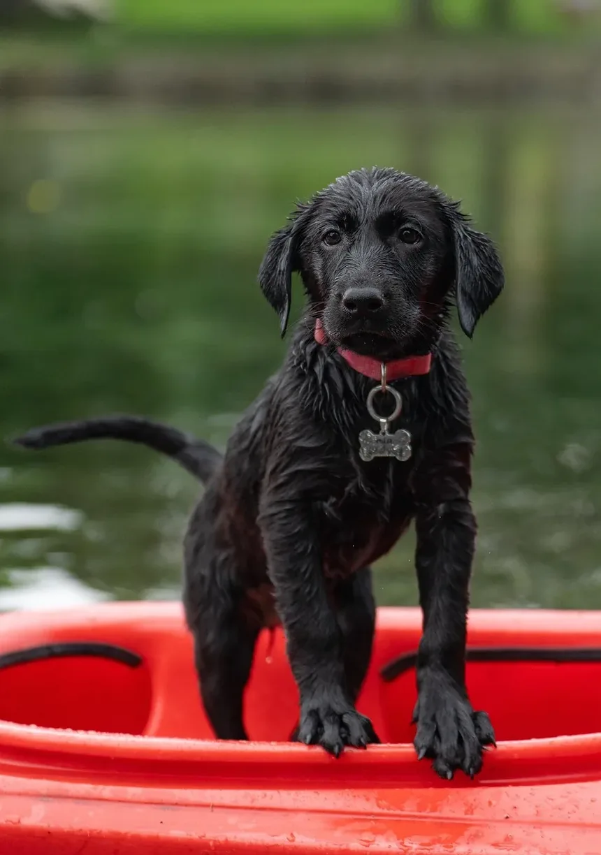O Que Ajuda Cães com Alergias: Um Guia Completo