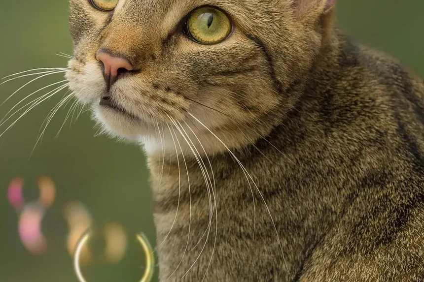 O que é uma Infecção Respiratória em Gatos?